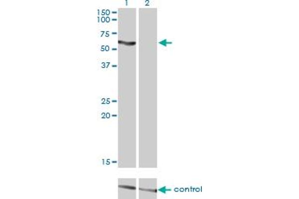 SLC33A1 Antikörper  (AA 1-69)