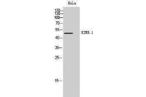 Western Blotting (WB) image for anti-Potassium Inwardly-Rectifying Channel, Subfamily J, Member 16 (KCNJ16) (Tyr607) antibody (ABIN3180136) (KIR5.1 antibody  (Tyr607))