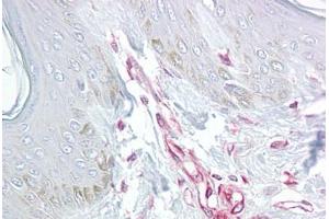 Anti-LIF antibody IHC staining of human skin.