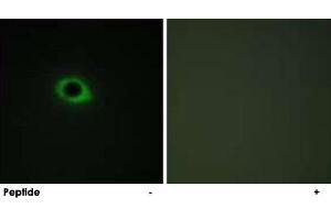 Immunofluorescence analysis of COS-7 cells, using TNS3 polyclonal antibody .