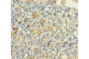 Immunohistochemistry of paraffin-embedded human adrenal gland tissue using ABIN7161819 at dilution of 1:100 (NUP153 antibody  (AA 657-880))