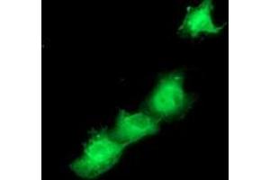Anti-SMS mouse monoclonal antibody (ABIN2454721) immunofluorescent staining of COS7 cells transiently transfected by pCMV6-ENTRY SMS (RC200619). (SMS antibody)