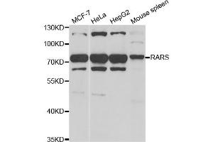 Western blot analysis of extracts of various cell lines, using RARS antibody. (RARS antibody)