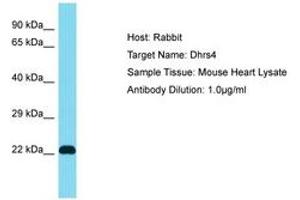 Image no. 1 for anti-Dehydrogenase/reductase (SDR Family) Member 4 (DHRS4) (AA 51-100) antibody (ABIN6750474) (DHRS4 antibody  (AA 51-100))