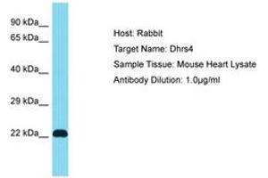 Image no. 1 for anti-Dehydrogenase/reductase (SDR Family) Member 4 (DHRS4) (AA 51-100) antibody (ABIN6750474)