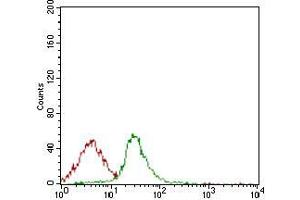 Flow cytometric analysis of Jurkat cells using CD74 mouse mAb (green) and negative control (red). (CD74 antibody  (AA 1-106))