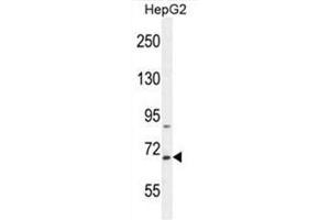 BUD13 Antibody (C-term) western blot analysis in HepG2 cell line lysates (35µg/lane). (BUD13 antibody  (C-Term))