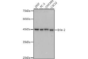 Western blot analysis of extracts of various cell lines, using Erlin-2 antibody (ABIN7267006) at 1:1000 dilution. (ERLIN2 antibody)