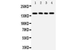 Western Blotting (WB) image for anti-Tenascin R (Restrictin, Janusin) (TNR) (AA 104-117), (N-Term) antibody (ABIN3044266) (Tenascin R antibody  (N-Term))