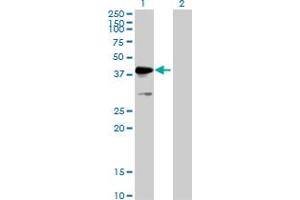 Western Blot analysis of MKRN2 expression in transfected 293T cell line by MKRN2 MaxPab polyclonal antibody. (MKRN2 antibody  (AA 1-416))