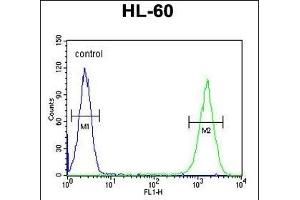 ZNF30 Antibody (N-term) (ABIN654563 and ABIN2844269) flow cytometric analysis of HL-60 cells (right histogram) compared to a negative control cell (left histogram). (ZFP30 antibody  (N-Term))