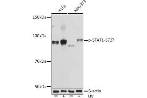 Western blot analysis of extracts of various cell lines, using Phospho-ST-S727 Rabbit mAb (ABIN7270300) at 1:1000 dilution. (STAT1 antibody  (pSer727))