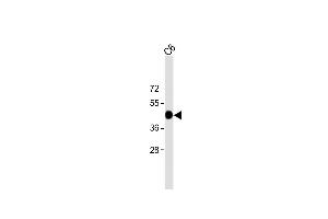 All lanes : Anti-ACTB Antibody at 1:2000 dilution + C6 cell lysate Lysates/proteins at 20 μg per lane. (beta Actin antibody)