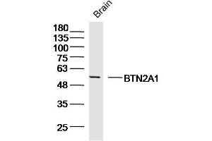 Mouse brain cell lysates probed with BTN2A1 Polyclonal Antibody, Unconjugated (bs-20473R) at 1:300 overnight at 4˚C. (BTN2A1 antibody  (AA 101-200))