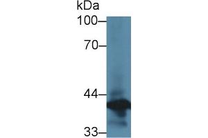 Western Blot; Sample: Rat Lung lysate; ;Primary Ab: 3µg/ml Rabbit Anti-Rat ANXA1 Antibody;Second Ab: 0. (Annexin a1 antibody  (AA 1-346))