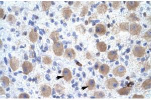 OR13C9 antibody  (Middle Region)