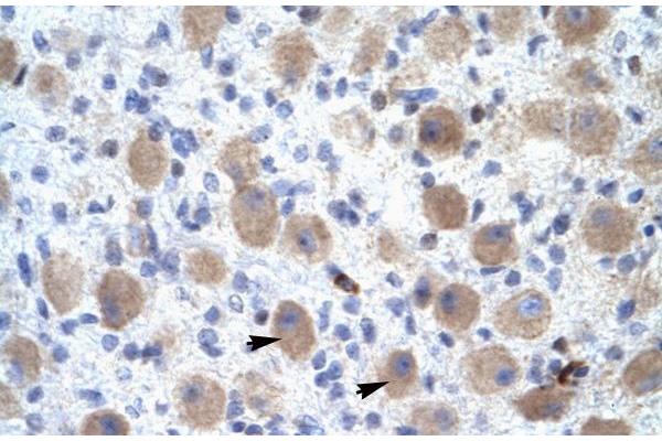 OR13C9 antibody  (Middle Region)