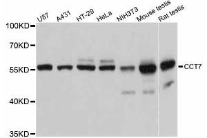 Western blot analysis of extracts of various cell lines, using CCT7 antibody (ABIN5997386) at 1:3000 dilution. (CCT7 antibody)