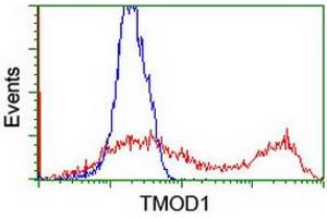 HEK293T cells transfected with either RC201134 overexpress plasmid (Red) or empty vector control plasmid (Blue) were immunostained by anti-TMOD1 antibody (ABIN2454778), and then analyzed by flow cytometry. (Tropomodulin 1 antibody)