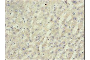 Immunohistochemistry of paraffin-embedded mouse liver tissue using ABIN7149458 at dilution of 1:50 (BDH1 antibody  (AA 47-343))