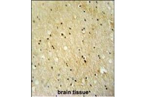 VWA3B antibody (C-term) (ABIN654263 and ABIN2844080) immunohistochemistry analysis in formalin fixed and paraffin embedded human brain tissue followed by peroxidase conjugation of the secondary antibody and DAB staining. (VWA3B antibody  (C-Term))