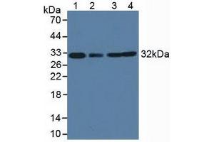 Western blot analysis of (1) Cow Heart Tissue, (2) Cow Liver Tissue, (3) Human HeLa cells and (4) Human K-562 Cells.