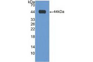 Detection of Recombinant GAL3ST1, Human using Polyclonal Antibody to Galactose-3-O-Sulfotransferase 1 (GAL3ST1) (GAL3ST1 antibody  (AA 57-196))