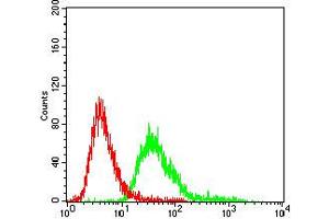 Flow cytometric analysis of A549 cells using SERPINA3 mouse mAb (green) and negative control (red). (SERPINA3 antibody  (AA 279-432))