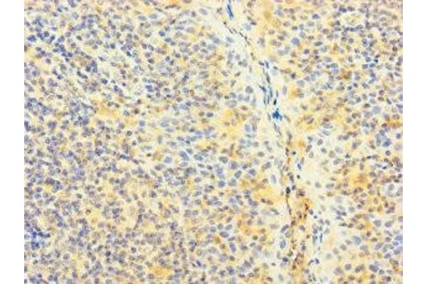 SNX22 antibody  (AA 1-120)