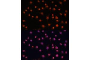 Immunofluorescence analysis of L929 cells using Histone H2AFV antibody (ABIN7267555) at dilution of 1:100. (H2AFV antibody  (AA 1-128))