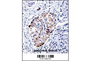 VAMP3 Antibody immunohistochemistry analysis in formalin fixed and paraffin embedded human pancreas tissue followed by peroxidase conjugation of the secondary antibody and DAB staining. (VAMP3 antibody  (AA 15-43))