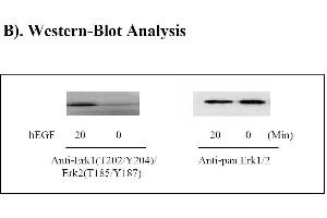 Image no. 2 for Mitogen-Activated Protein Kinase 1/3 (MAPK1/3) ELISA Kit (ABIN625239) (ERK1/2 ELISA Kit)