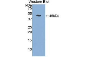 Western Blotting (WB) image for anti-Fibroblast Growth Factor 7 (FGF7) (AA 32-194) antibody (ABIN1858876) (FGF7 antibody  (AA 32-194))