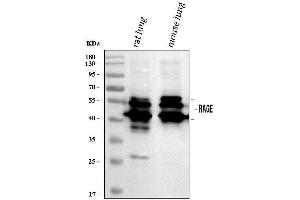 Western blot analysis of Ager using anti-Ager antibody (ABIN7600824).