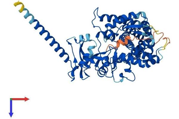 CYP26B1 Protein (AA 1-512) (His tag)