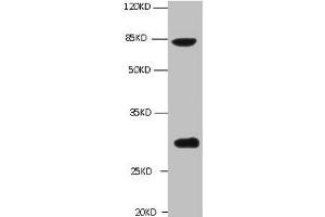 All lanes: Mouse anti-TGM2 Monoclonal antibody at 1 μg/mL Lane 1 : A549 whole cell lysate Secondary Goat polyclonal to Mouse IgG at 1/5000 dilution Predicted band size :77kd Observed band size :77,62,39KD Additional bands at :30kd (Transglutaminase 2 antibody)