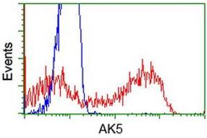HEK293T cells transfected with either RC222241 overexpress plasmid (Red) or empty vector control plasmid (Blue) were immunostained by anti-AK5 antibody (ABIN2452720), and then analyzed by flow cytometry. (Adenylate Kinase 5 antibody)