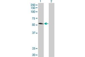 Western Blot analysis of TRIM31 expression in transfected 293T cell line by TRIM31 MaxPab polyclonal antibody. (TRIM31 antibody  (AA 1-425))