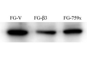 Western Blotting (WB) image for anti-Nuclear Receptor Coactivator 1 (NCOA1) antibody (ABIN356411) (NCOA1 antibody)
