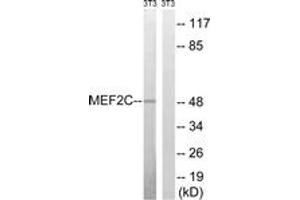 Western blot analysis of extracts from NIH-3T3 cells, treated with starved 24h, using MEF2C (Ab-396) Antibody. (MEF2C antibody  (AA 362-411))