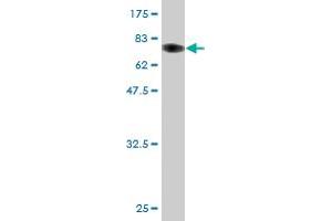 Western Blot detection against Immunogen (74. (ZNF70 antibody  (AA 1-446))