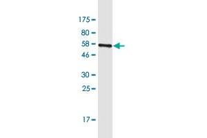 EFCAB4A antibody  (AA 1-294)