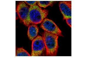 ICC/IF Image Confocal immunofluorescence analysis (Olympus FV10i) of paraformaldehyde-fixed A431, using PSKH1, antibody (Green) at 1:500 dilution. (PSKH1 antibody)