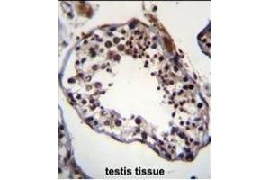 TRIM69 Antibody (N-term) (ABIN656042 and ABIN2845412) immunohistochemistry analysis in formalin fixed and paraffin embedded human testis tissue followed by peroxidase conjugation of the secondary antibody and DAB staining. (TRIM69 antibody  (N-Term))