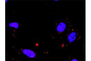 Proximity Ligation Analysis of protein-protein interactions between MAX and SMAD3. (MAX antibody  (AA 1-151))