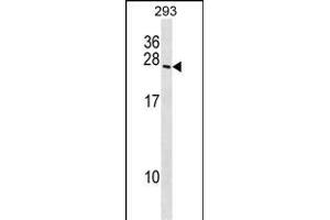 BOK Antibody (N-term) (ABIN1538802 and ABIN2848486) western blot analysis in 293 cell line lysates (35 μg/lane). (BOK antibody  (N-Term))