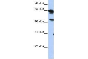 Western Blotting (WB) image for anti-Abhydrolase Domain Containing 16A (ABHD16A) antibody (ABIN2459316) (BAT5 antibody)