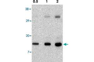 Western blot analysis of Pmaip1 in human stomach tissue lysate with Pmaip1 polyclonal antibody  at 0. (NOXA antibody  (N-Term))