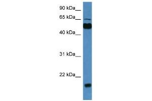WB Suggested Anti-Cpne7 Antibody Titration: 0. (CPNE7 antibody  (C-Term))