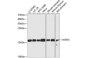 Western blot analysis of extracts of various cell lines using Histone H3. (Histone H3.3 antibody)